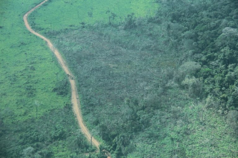La deforestación se duplicó en el Amazonas La deforestación se duplicó en el Amazonas