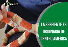 Encontraron exótica serpiente en una casa de Guarne
