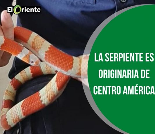 Encontraron exótica serpiente en una casa de Guarne