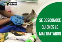 El zorro rescatado en el municipio de La Ceja murió