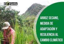 Familias campesinas garantizan su alimentación a través de Arroz Secano