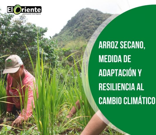 Familias campesinas garantizan su alimentación a través de Arroz Secano