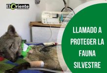 Cornare rechaza el maltrato animal