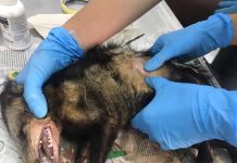 Zarigüeyas tratan de sobrevivir a ataques de animales de compañía