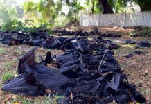 Habitantes de un pueblo mataron 300 murciélagos por miedo al Covid-19