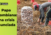 Papa colombiana: una crisis anunciada