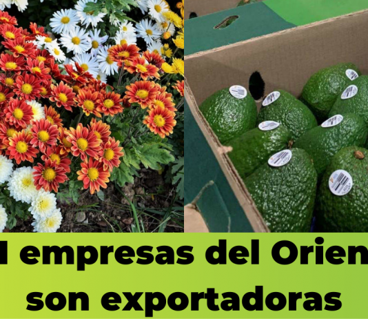 341 empresas del Oriente son exportadoras