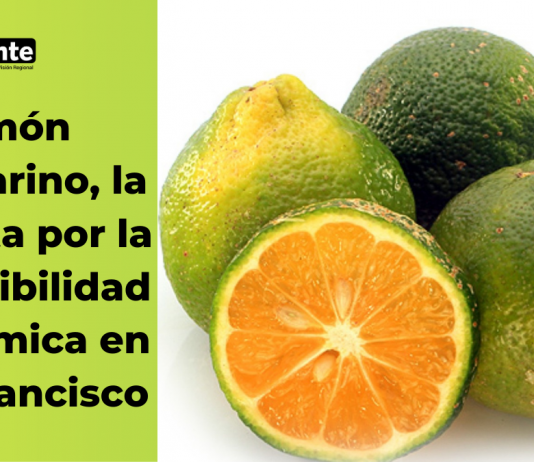 Limón mandarino, la apuesta por la sostenibilidad económica en San Francisco