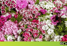 A pesar de la pandemia, Colombia espera exportar 700 millones de flores para San Valentín