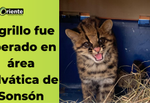 Tigrillo fue liberado en área selvática de Sonsón