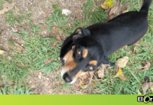 En Rionegro se reportaron ocho casos de perros envenenados en los últimos días