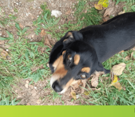 En Rionegro se reportaron ocho casos de perros envenenados en los últimos días