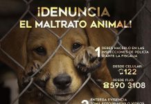 Alcaldía de Rionegro invita a denunciar el maltrato a los animales
