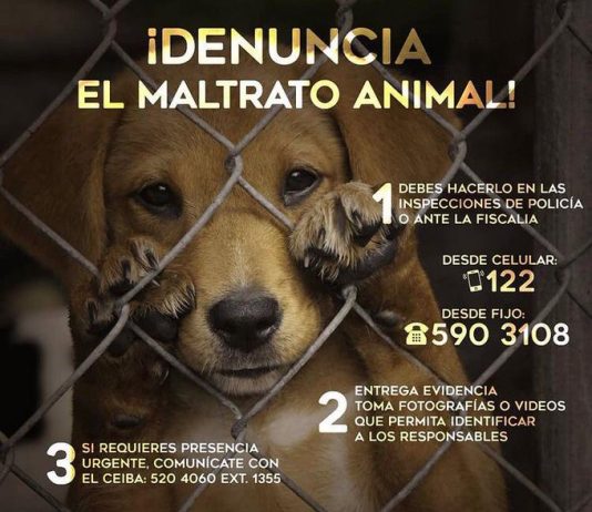 Alcaldía de Rionegro invita a denunciar el maltrato a los animales