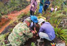 Sembrados 6.500 árboles de diferentes especies en el municipio de Guarne