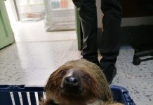 Oso perezoso rescatado en El Carmen de Viboral ya se encuentra en su hábitat (FOTOS)