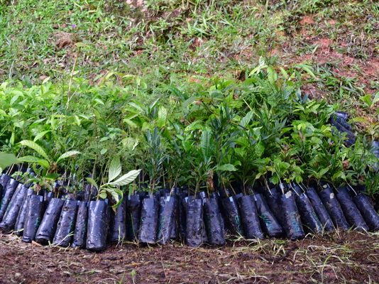 Guatapé, pionero en reforestación