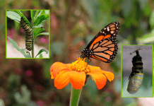 Las mariposas embellecen los ecosistemas