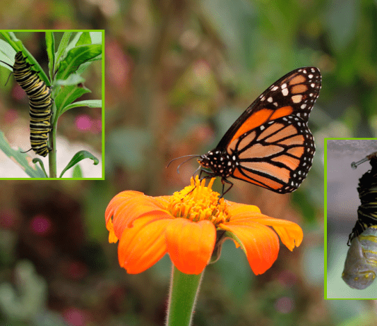 Las mariposas embellecen los ecosistemas