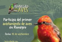 “Rionegro entre aves”: se abre inscripción para el primer avistamiento de aves