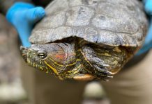 Autoridades Ambientales liberaron 50 tortugas en el Magdalena Medio antioqueño