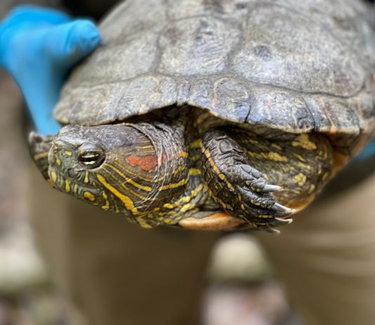 Autoridades Ambientales liberaron 50 tortugas en el Magdalena Medio antioqueño