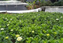 200 productores de hortensia de La Ceja se formalizarán en protección de las fuentes hídricas