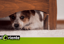 La pólvora habría aumentado la muerte de mascotas