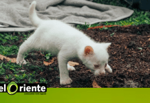 La hermosa felina albina habitará en el Parque de la Conservación de Medellín