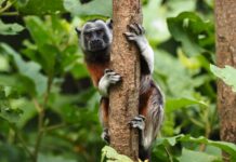 Turismo Irresponsable: Una Amenaza Silenciosa para el Tití Gris en el Oriente antioqueño Mono Títi gris en los bosques de San Rafael y San Carlos en el Oriente antioqueño.