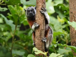 Mono Títi gris en los bosques de San Rafael y San Carlos en el Oriente antioqueño.