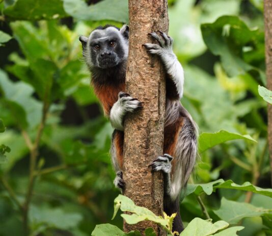 Turismo Irresponsable: Una Amenaza Silenciosa para el Tití Gris en el Oriente antioqueño Mono Títi gris en los bosques de San Rafael y San Carlos en el Oriente antioqueño.