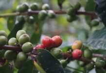 Alerta en Antioquia por escasez de fertilizantes en plena cosecha cafetera