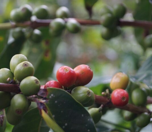 Alerta en Antioquia por escasez de fertilizantes en plena cosecha cafetera