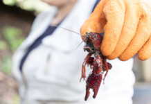 Alerta el Rionegro por la presencia de langostilla roja en humedales