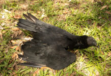 Misteriosa muerte de gallinazos en Guarne: Cornare activa investigación para hallar responsables de un posible envenenamiento.