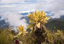 ¿Qué medidas se están tomando para proteger el frágil ecosistema del Páramo de Sonsón? Ahora solo podrán ingresar con fines cientificos al cerro las Palomas