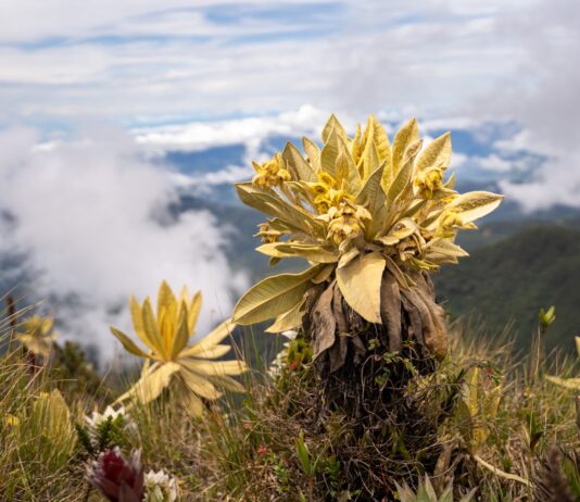 ¿Qué medidas se están tomando para proteger el frágil ecosistema del Páramo de Sonsón? Ahora solo podrán ingresar con fines cientificos al cerro las Palomas