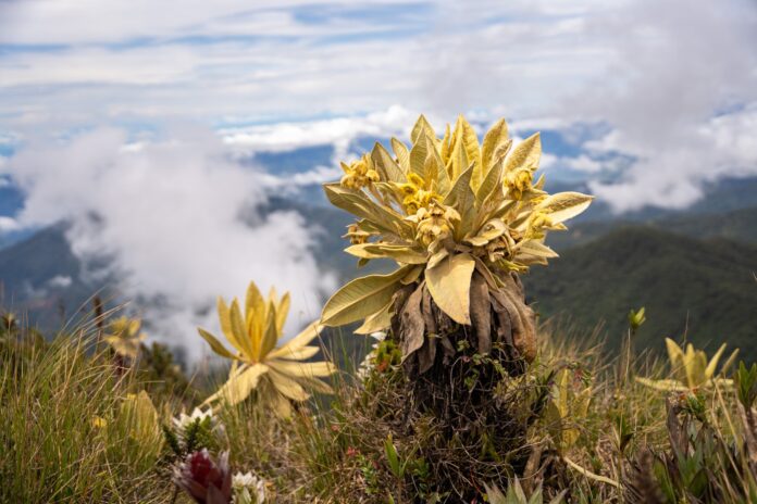 WhatsApp Image 2024-10-09 at 14.46.27