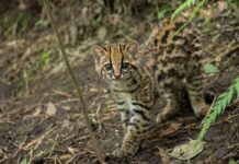 Cocorná celebra su Primer Festival del Felino para promover la preservación del tigrillo y otras especies nativas