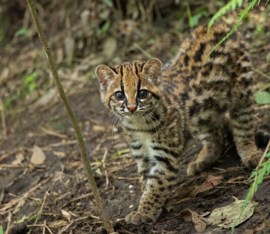 Cocorná celebra su Primer Festival del Felino para promover la preservación del tigrillo y otras especies nativas