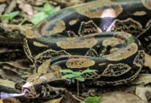 Aumento de mordeduras de serpientes en Antioquia: una amenaza creciente en medio del cambio climático