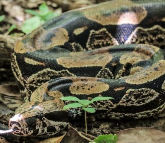 Aumento de mordeduras de serpientes en Antioquia: una amenaza creciente en medio del cambio climático