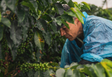 Café colombiano alcanza precios históricos: un respiro para las regiones cafeteras