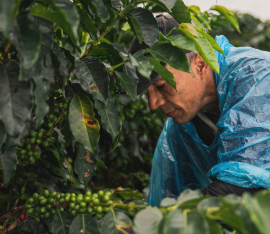 Café colombiano alcanza precios históricos: un respiro para las regiones cafeteras