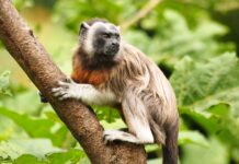 Titís Grises: Los pequeños gigantes del Oriente Antioqueño