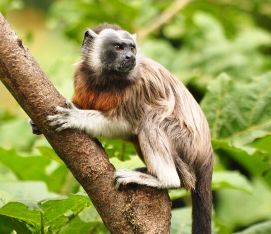 Titís Grises: Los pequeños gigantes del Oriente Antioqueño