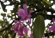 Día Nacional de la Orquídea: Celebremos la riqueza floral que embellece al Oriente Antioqueño