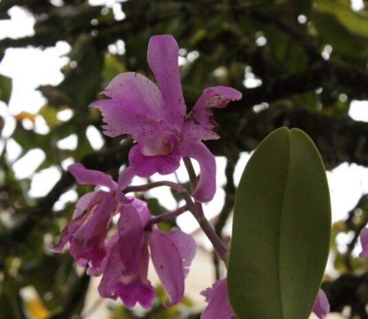 Día Nacional de la Orquídea: Celebremos la riqueza floral que embellece al Oriente Antioqueño
