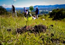 Rionegro avanza hacia su meta de sembrar 150.000 árboles nativos